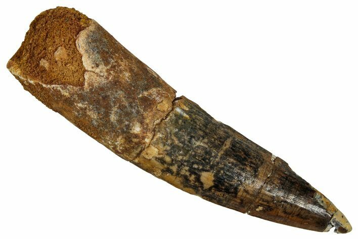 Bargain, Fossil Spinosaurus Tooth - Real Dinosaur Tooth #355752